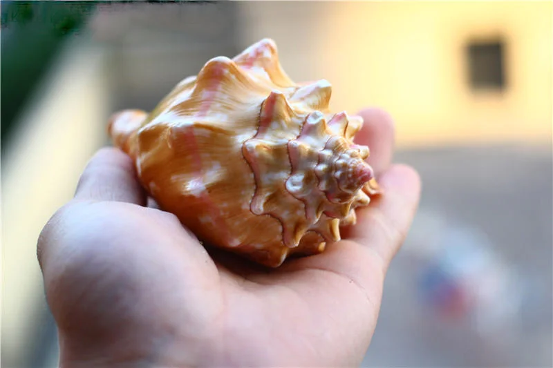 10-12 cm Prírodné Conch Shell Carmine Kráľovná Phoenix Slimák Ryby Nádrž Akvárium Stredomoria Domáce Dekorácie